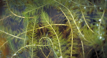 STARRY STONEWORT & EURASIAN MILFOIL